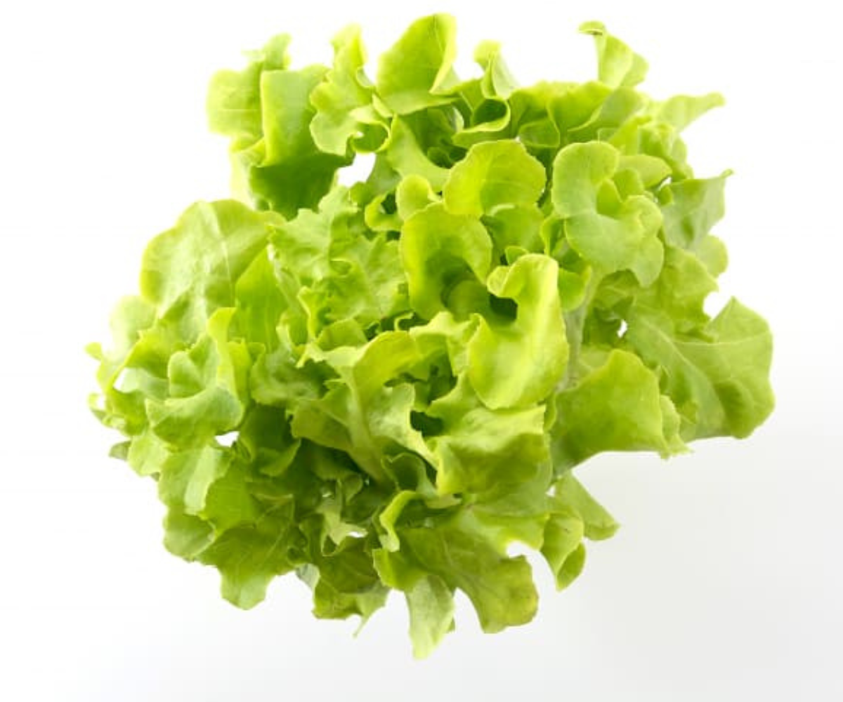 green-oak-lettuce-yui-fresh-delivery