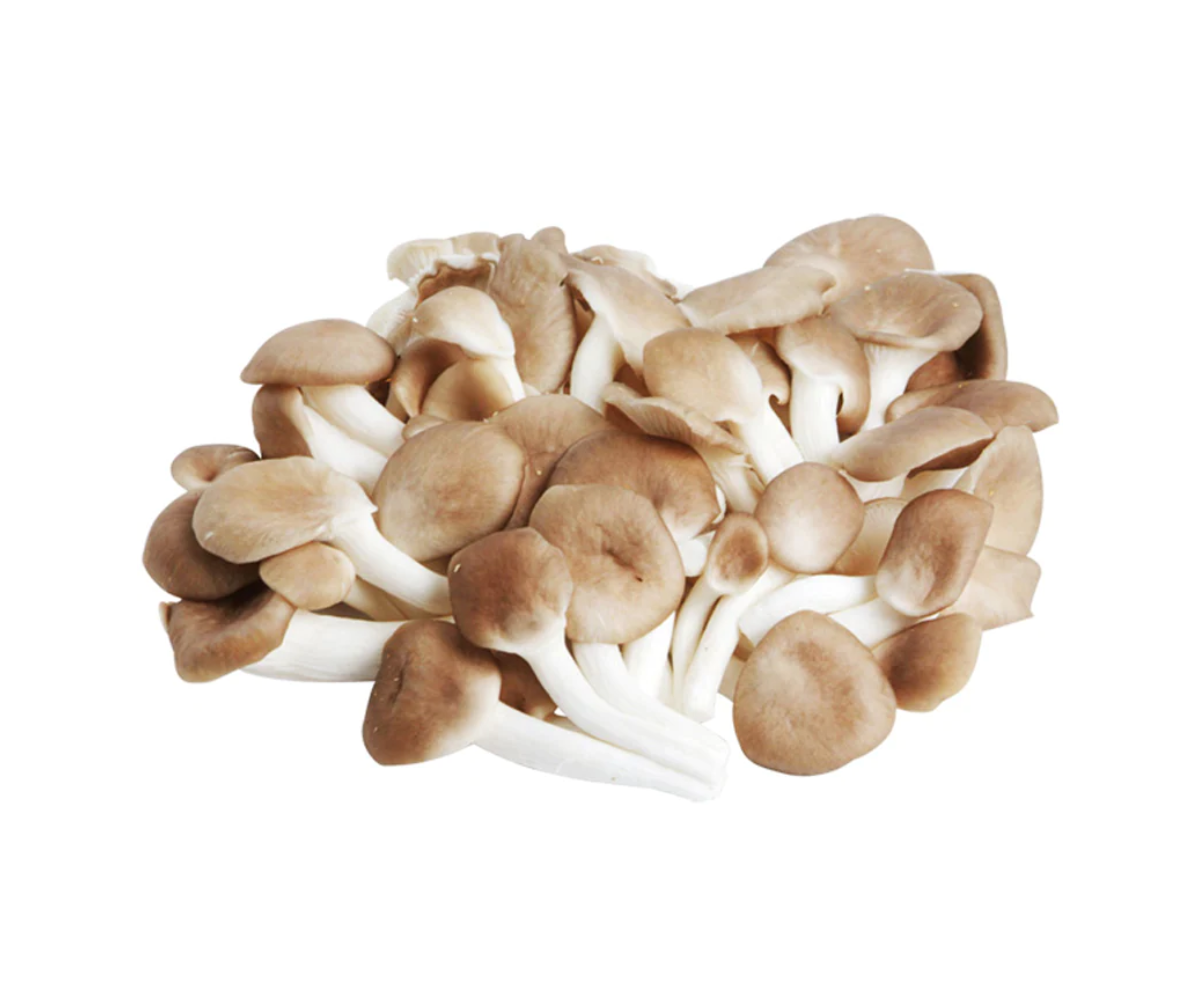 เห็ดนางฟ้า Grey Oyster Mushroom