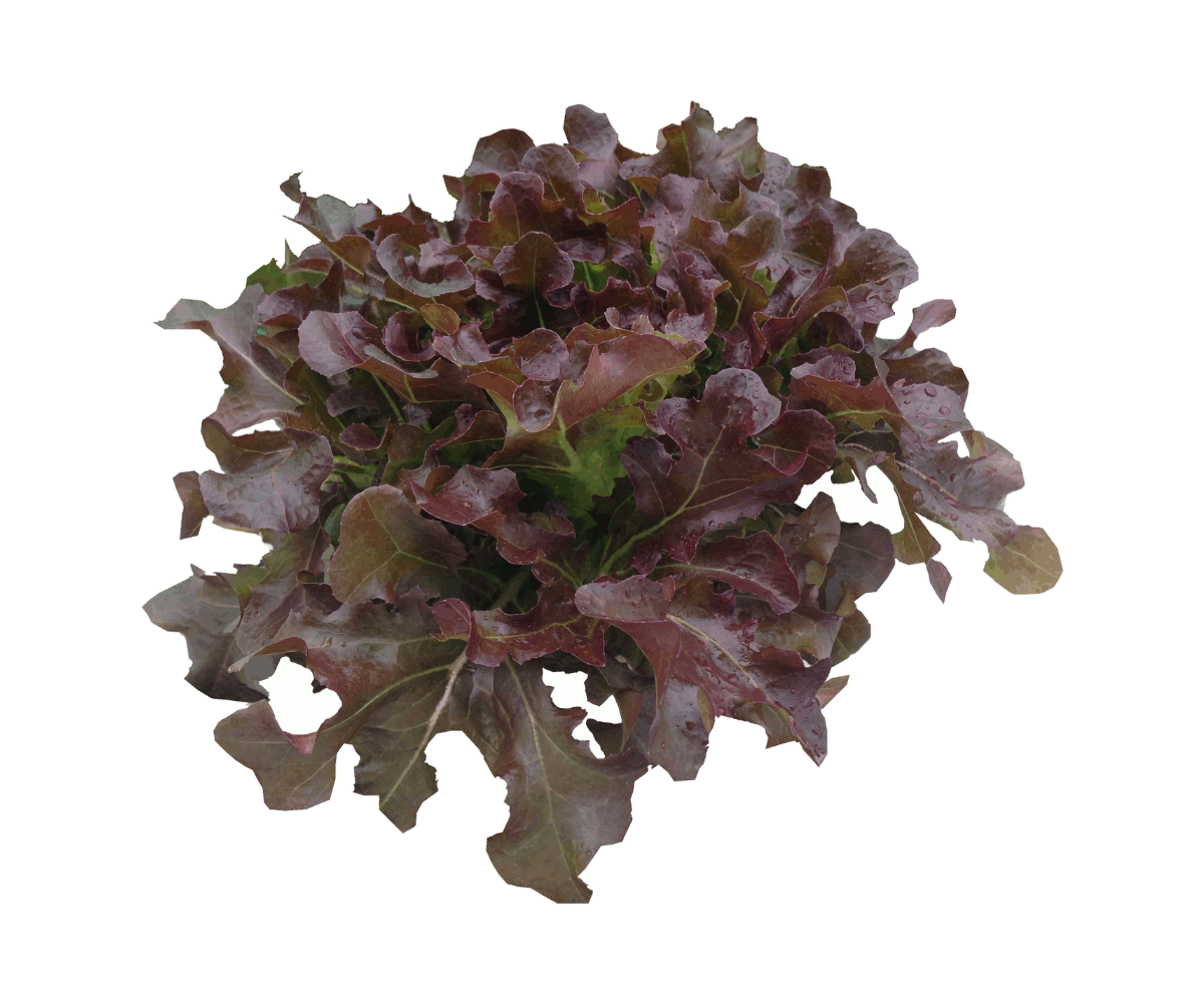 Lettuce Red Oak Hydroponic