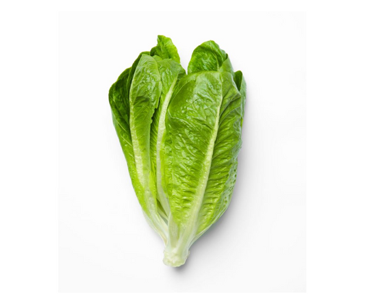 ผักคอส Cos Lettuce