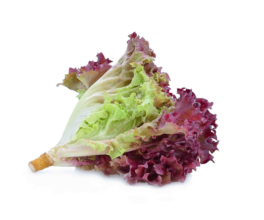 Red Coral Lettuce