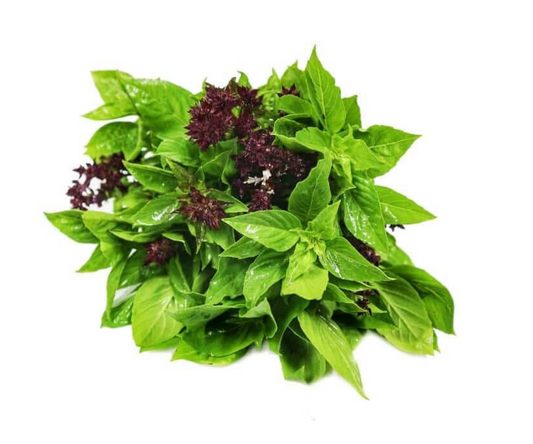 ใบโหระพา Thai basil