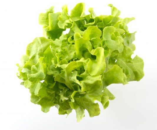 Lettuce Green Oak Hydroponic